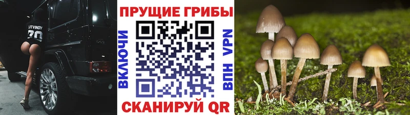 Псилоцибиновые грибы Psilocybe  Великий Новгород 