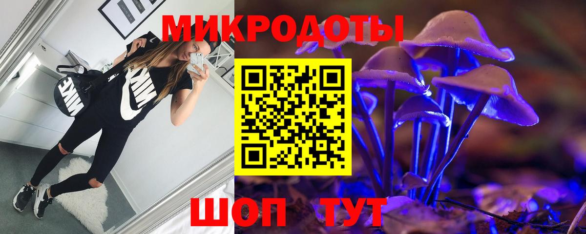 Псилоцибиновые грибы Psilocybe Великий Новгород